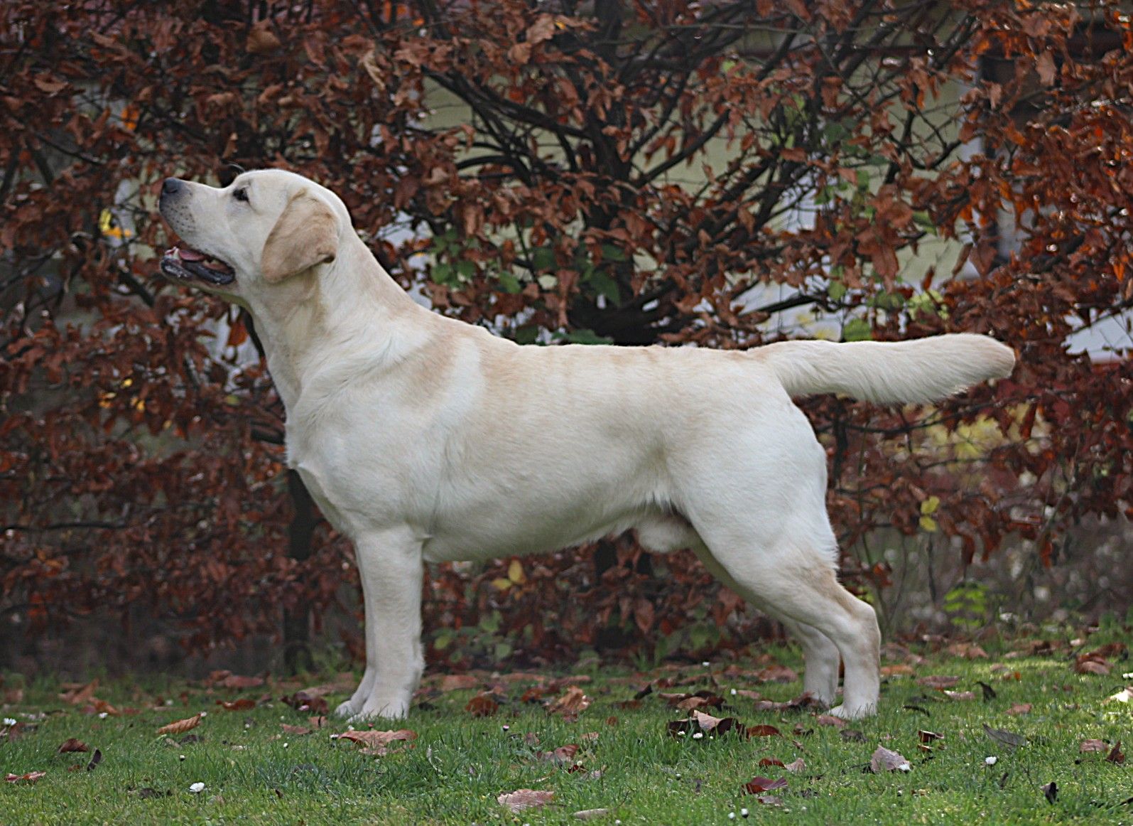 Jeronimo 15měsíců